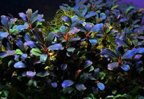 BUCEPHALANDRA DEEP PURPLE B1233