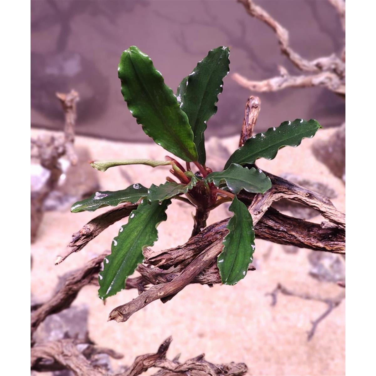Bucephalandra Kapuas HuluSBL1010