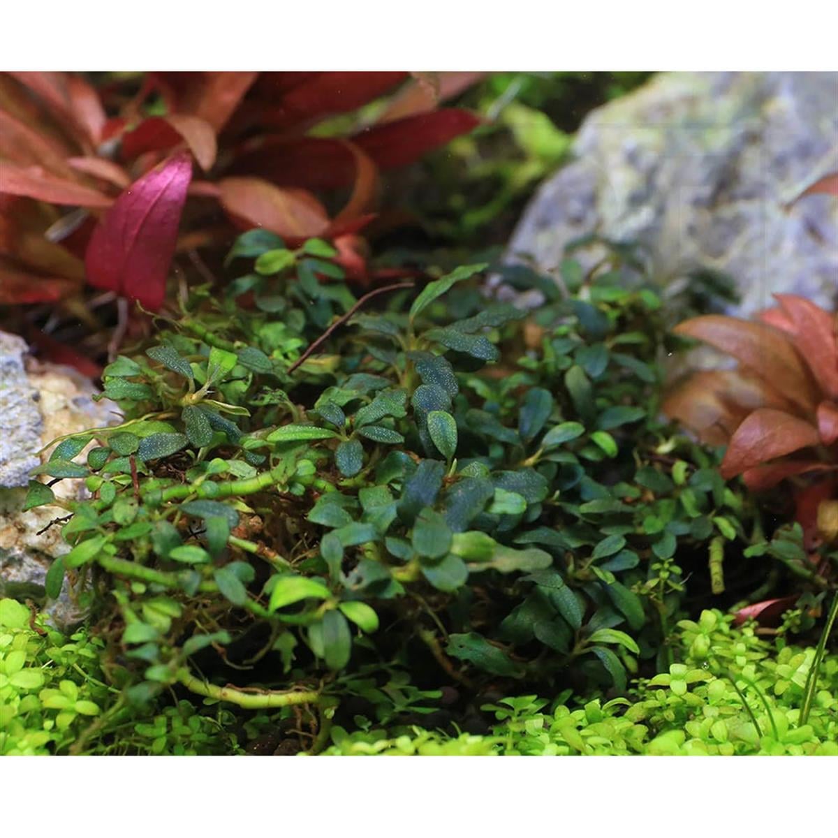 BUCEPHALANDRA KEDAGANG MİNİKedagang-Mini