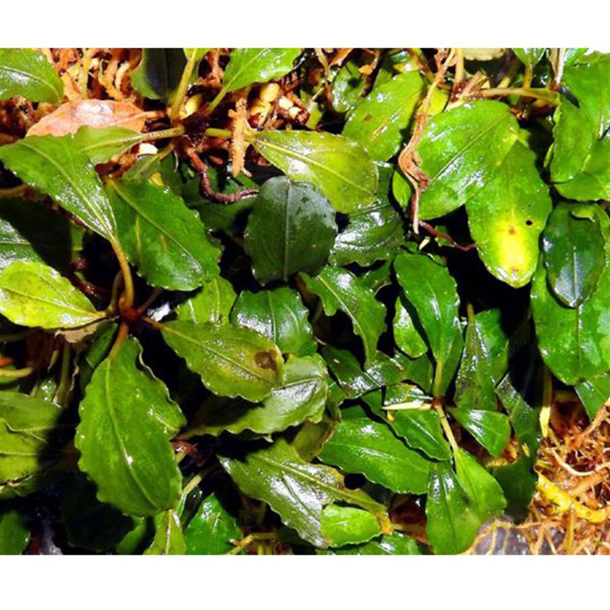 Bucephalandra Lamandau RoundLamandau-Round