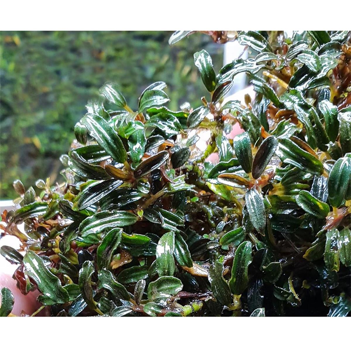 Bucephalandra Mini MelawiMini-Melawi