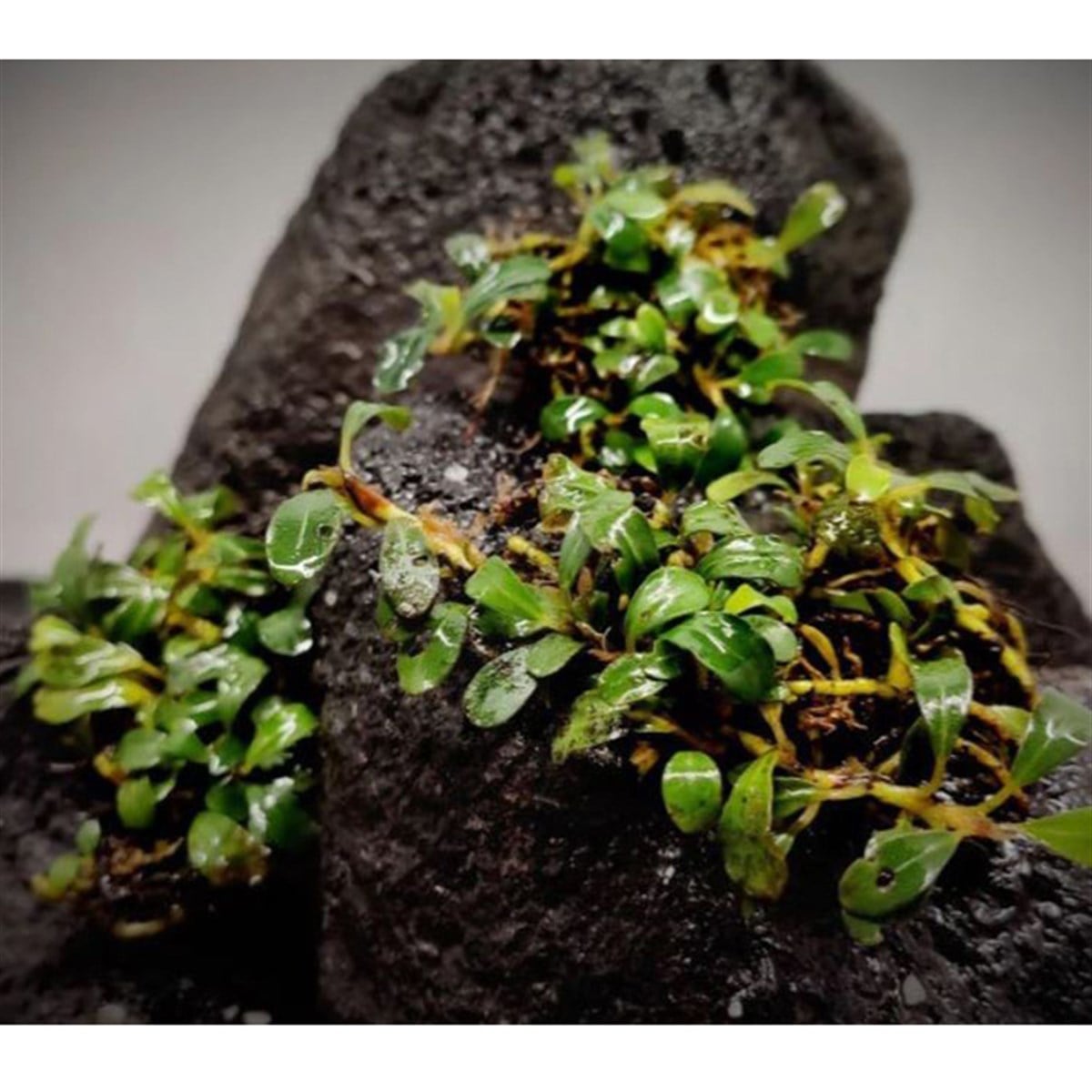 Bucephalandra Mini VenusMini-Venus