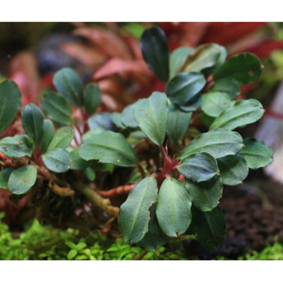 Bucephalandra PeacocockPeacocock