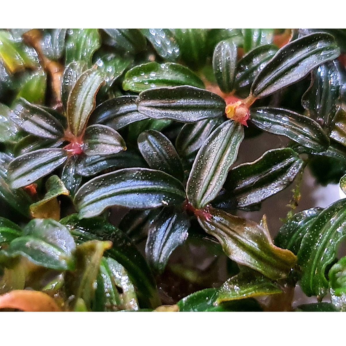 Bucephalandra PhantomPhantom