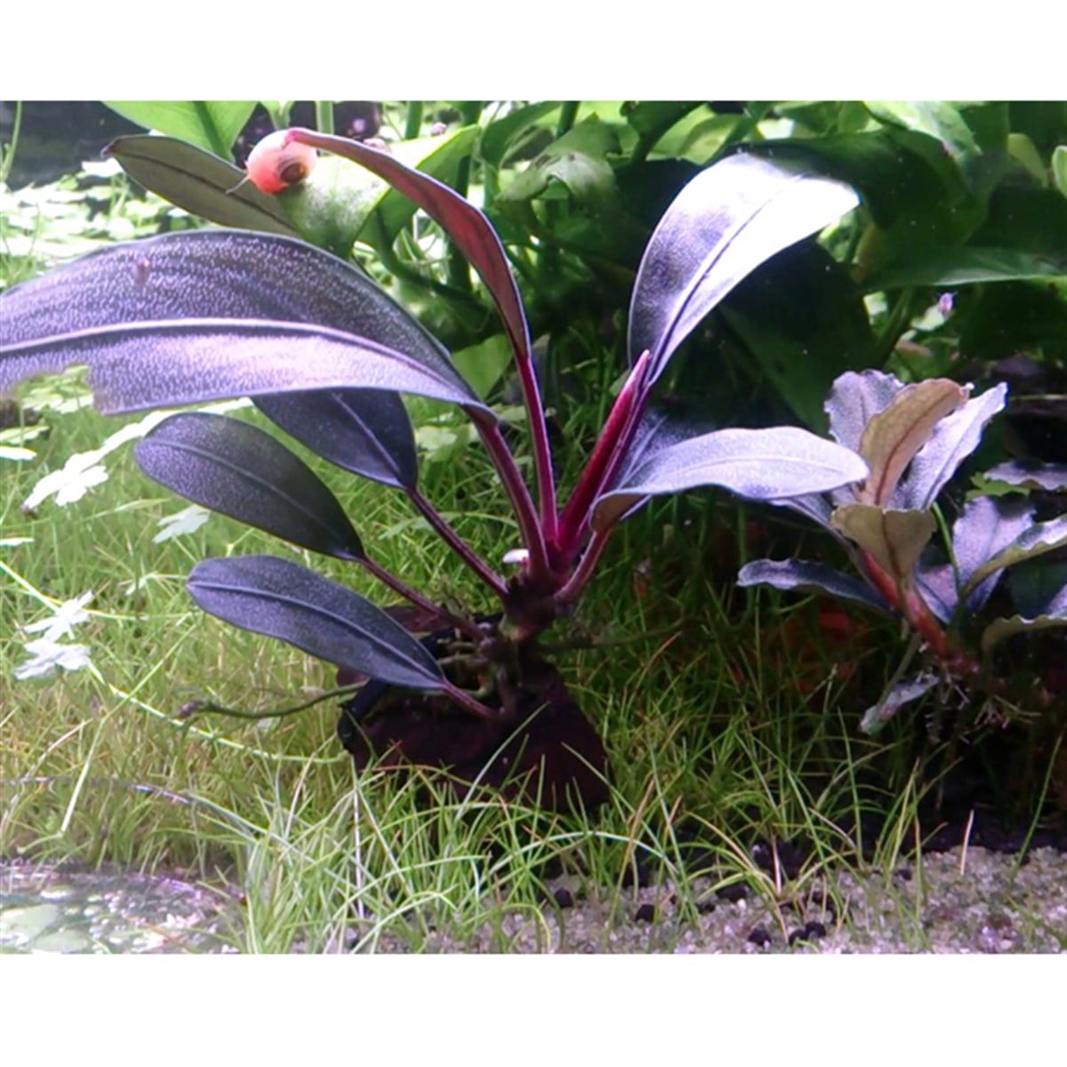 Bucephalandra Pink LadySBL523
