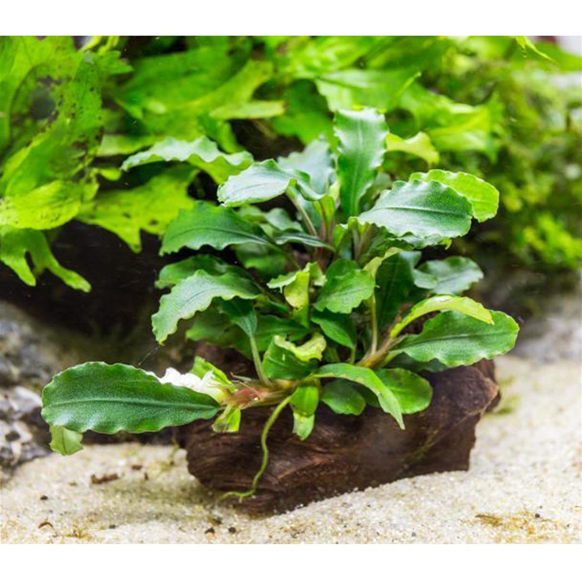 BUCEPHALANDRA WAVY LEAFB59PIT