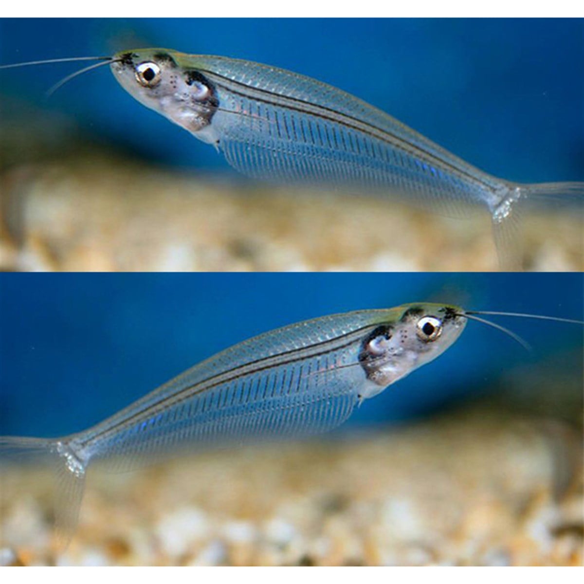 BUZ BALIĞIcanlı-17