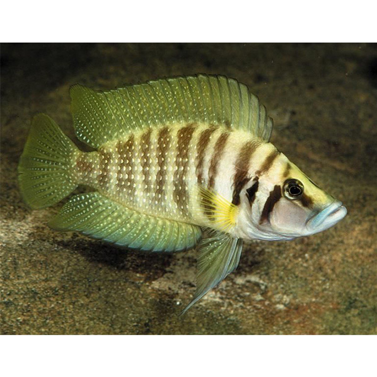 CALVUS BALIKLARIcanlı-218