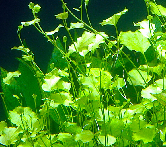 CARDAMİNE LYRATA IN VITRO 200 CC CUPC01