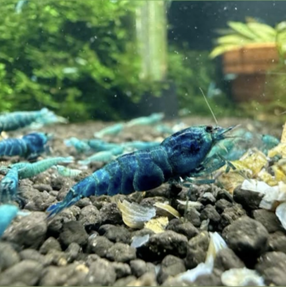 CARİDİNA DEEP BLUE BOLT KARİDES  2 ADETCRBB