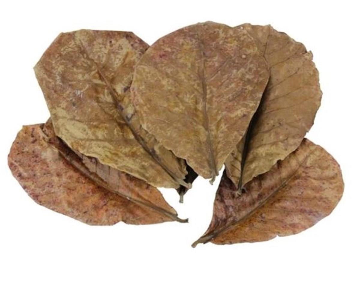 Catappa Yaprağı L Boy (15 cm) 5'li paketCatappa