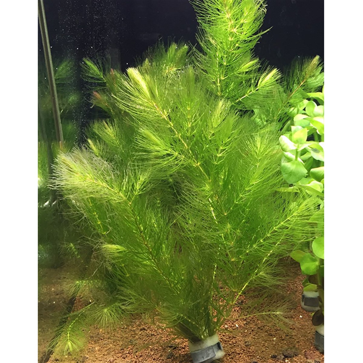 CERATOPHYLLUM DEMERSUMSP1045