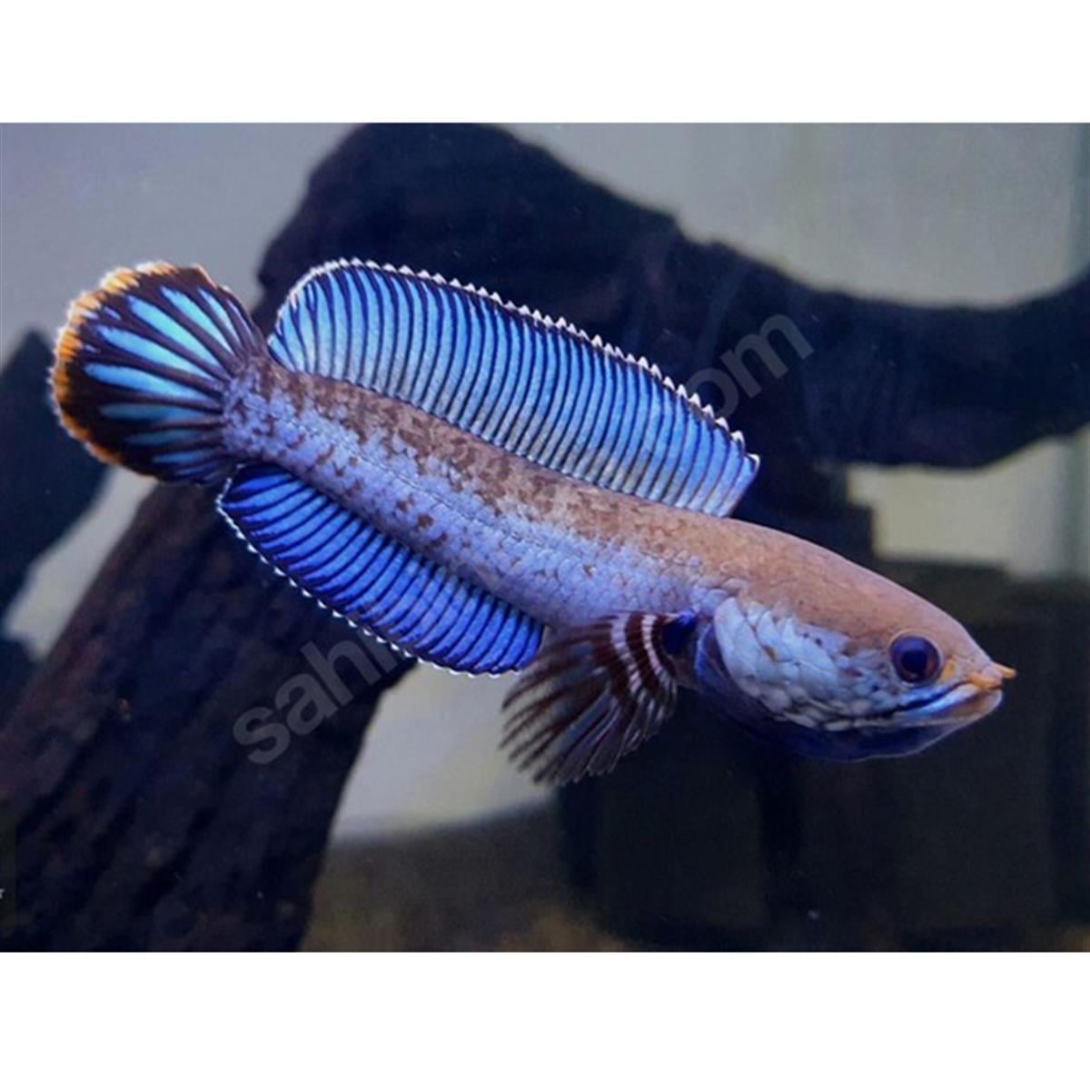 CHANNA ANDROcanlı-284