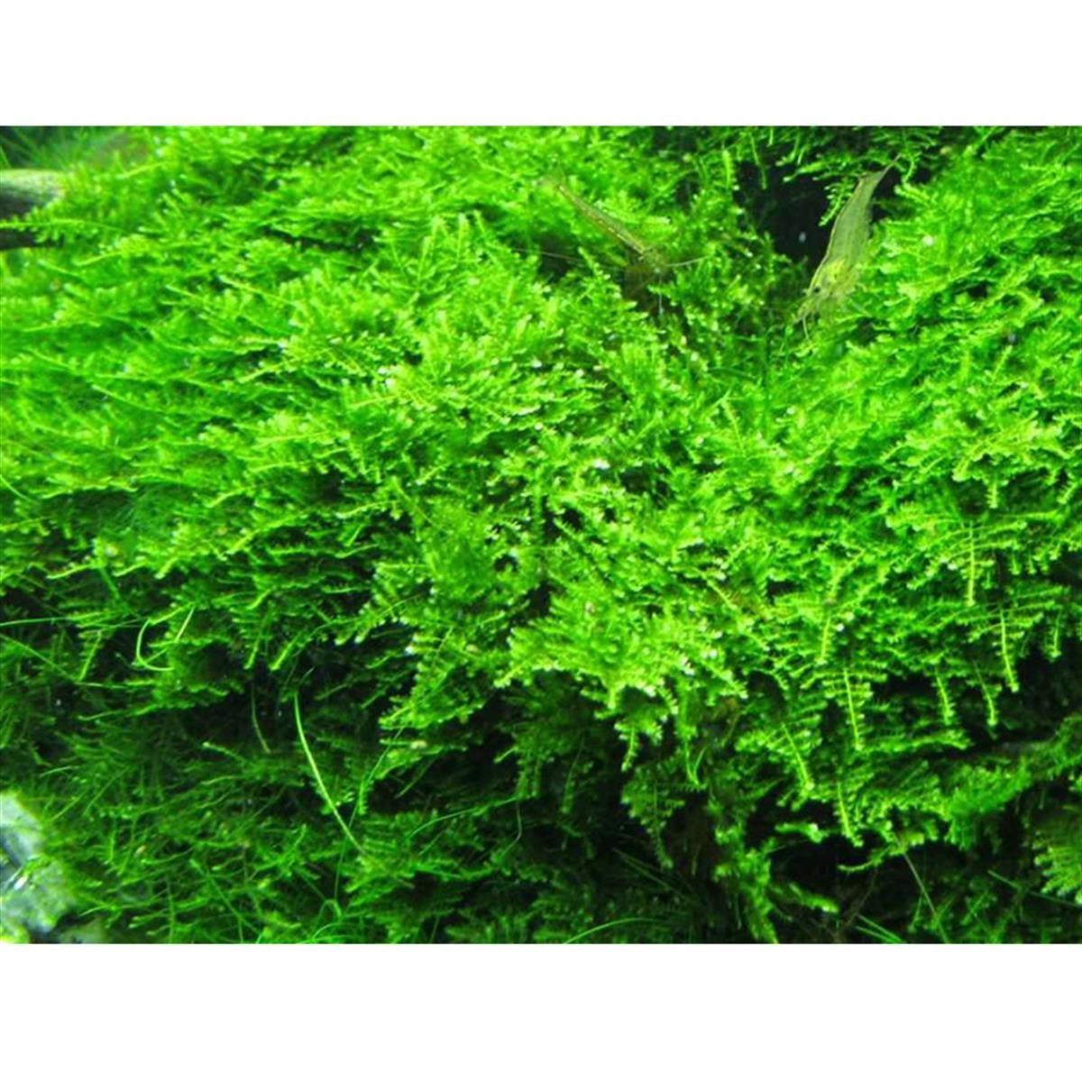 Christmas Moss Cupchristmas