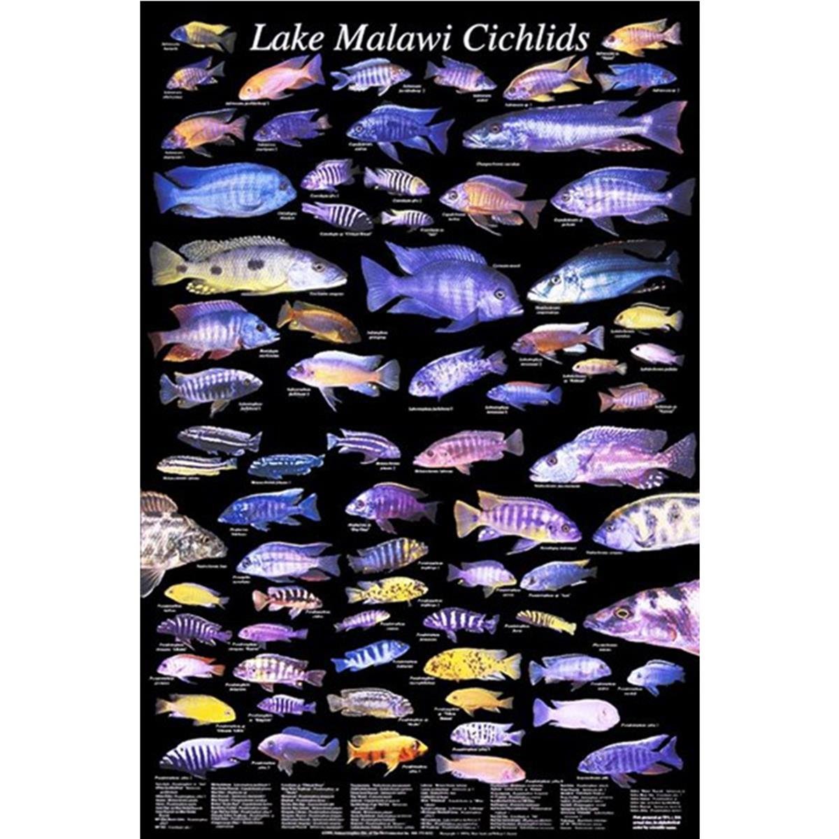 Ciklet Balıklarıcanlı-32