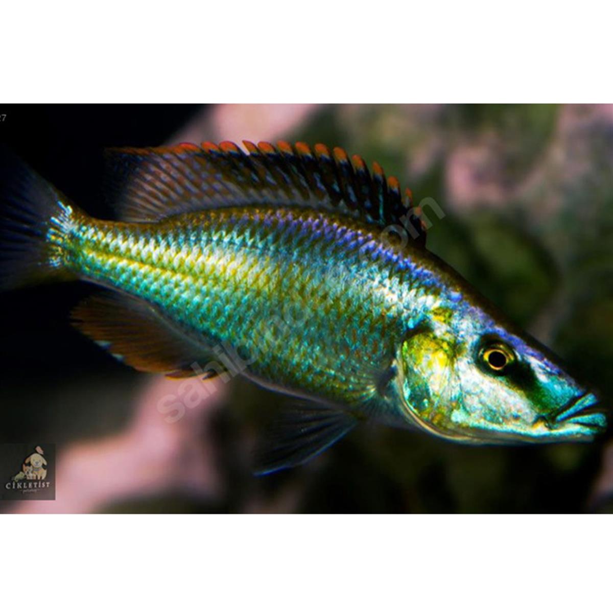 COMPRESSİCEPS YAPRAK CİKLETcanlı-278