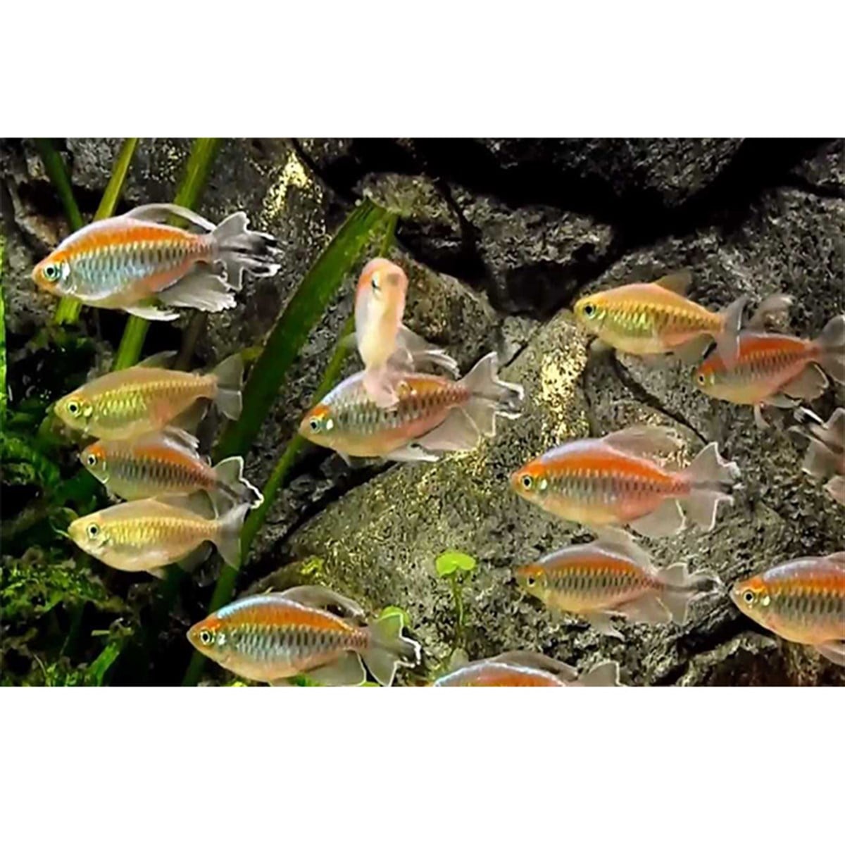 CONGO TETRA BALIKLARIcanlı-13