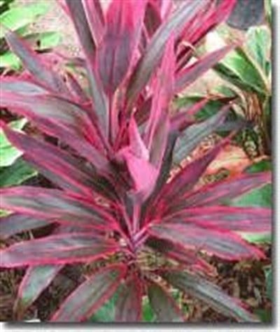 Cordylina terminalis SAKSI