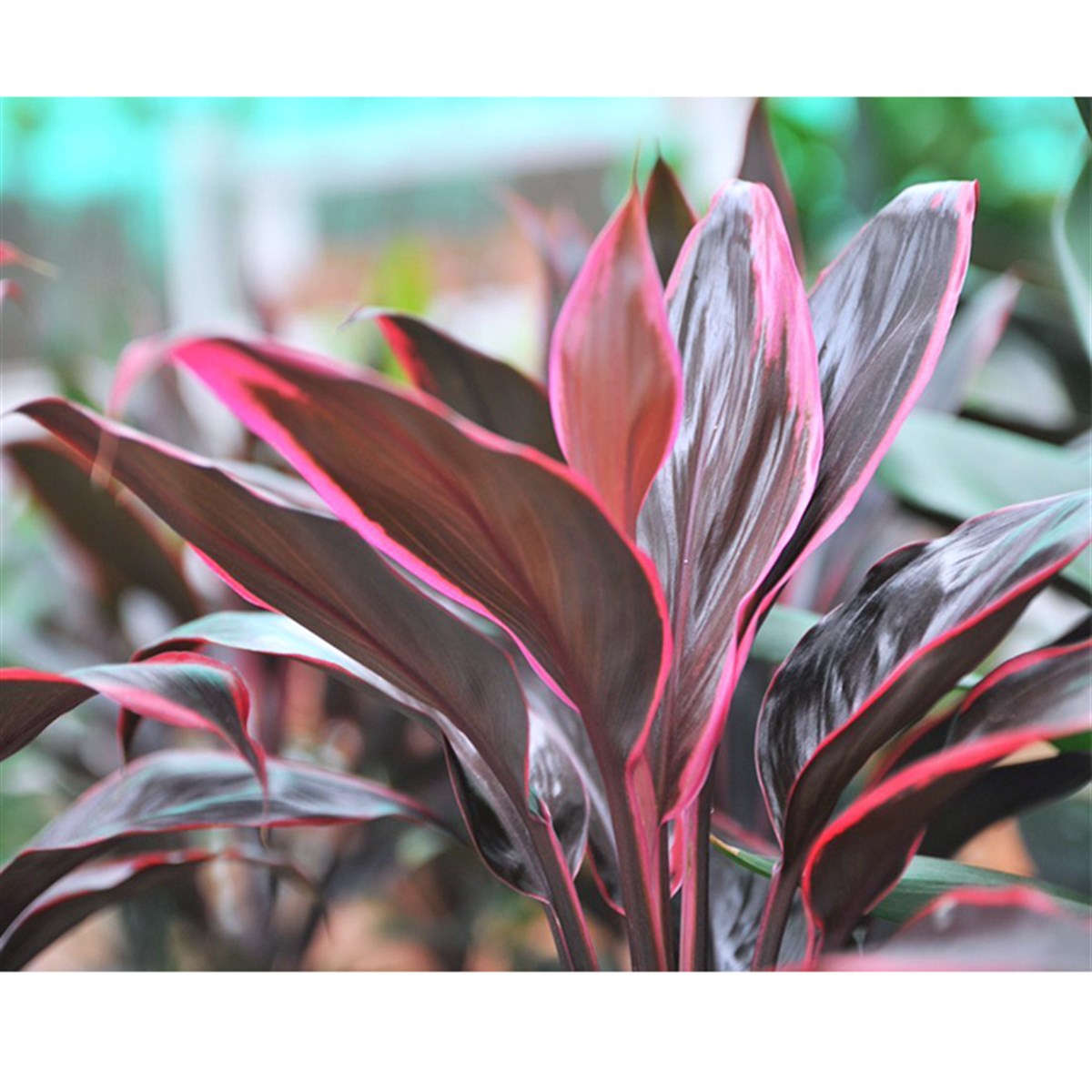 Cordyline Red Edge3049