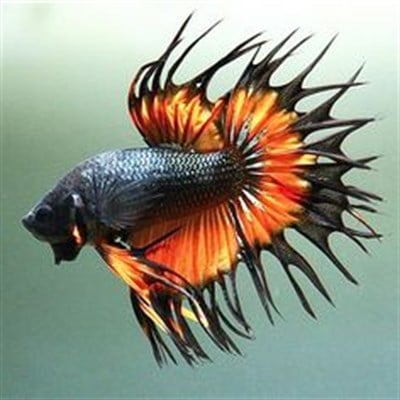 Crowntail Betta 