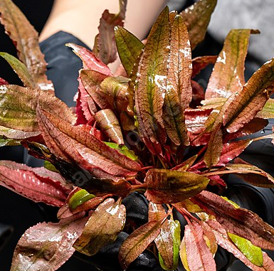 CRYPTOCORYNE AXELRODİ BUKET