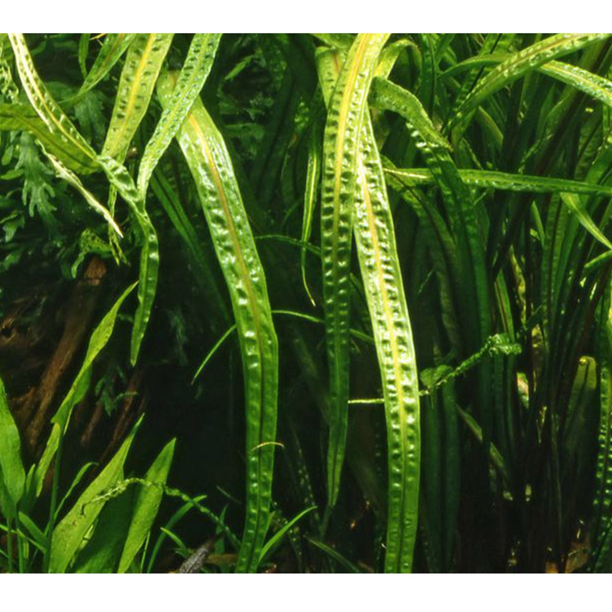 Cryptocoryne balansaeSP1051