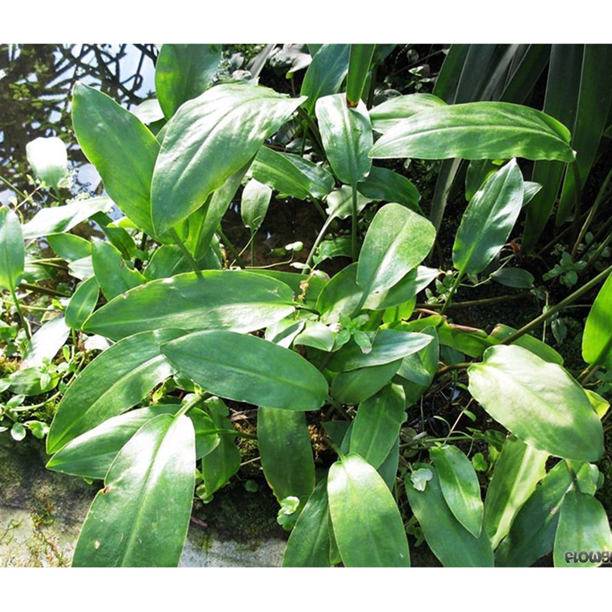 Cryptocoryne cilliataSP1053