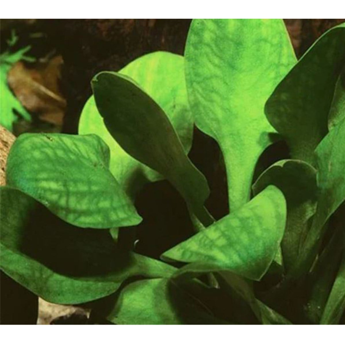 Cryptocoryne linguaSP1054