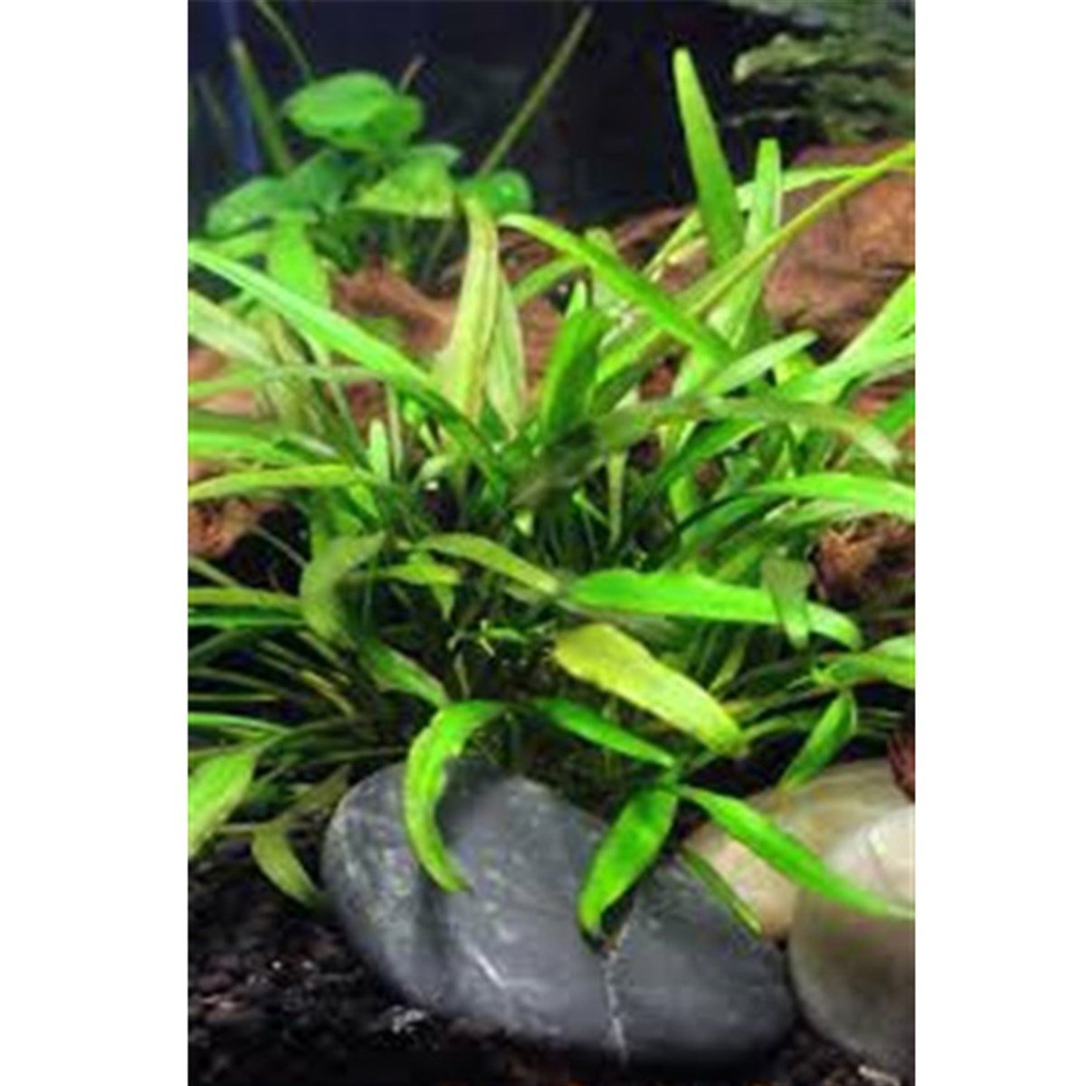 Cryptocoryne lucens SAKSIbitki-4434