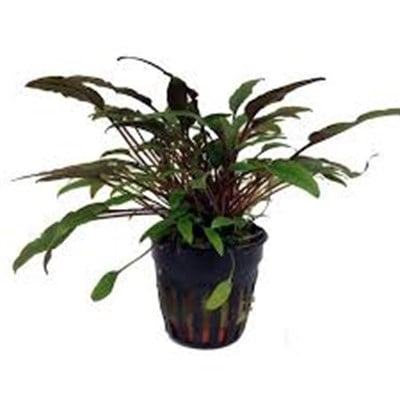 Cryptocoryne petchii