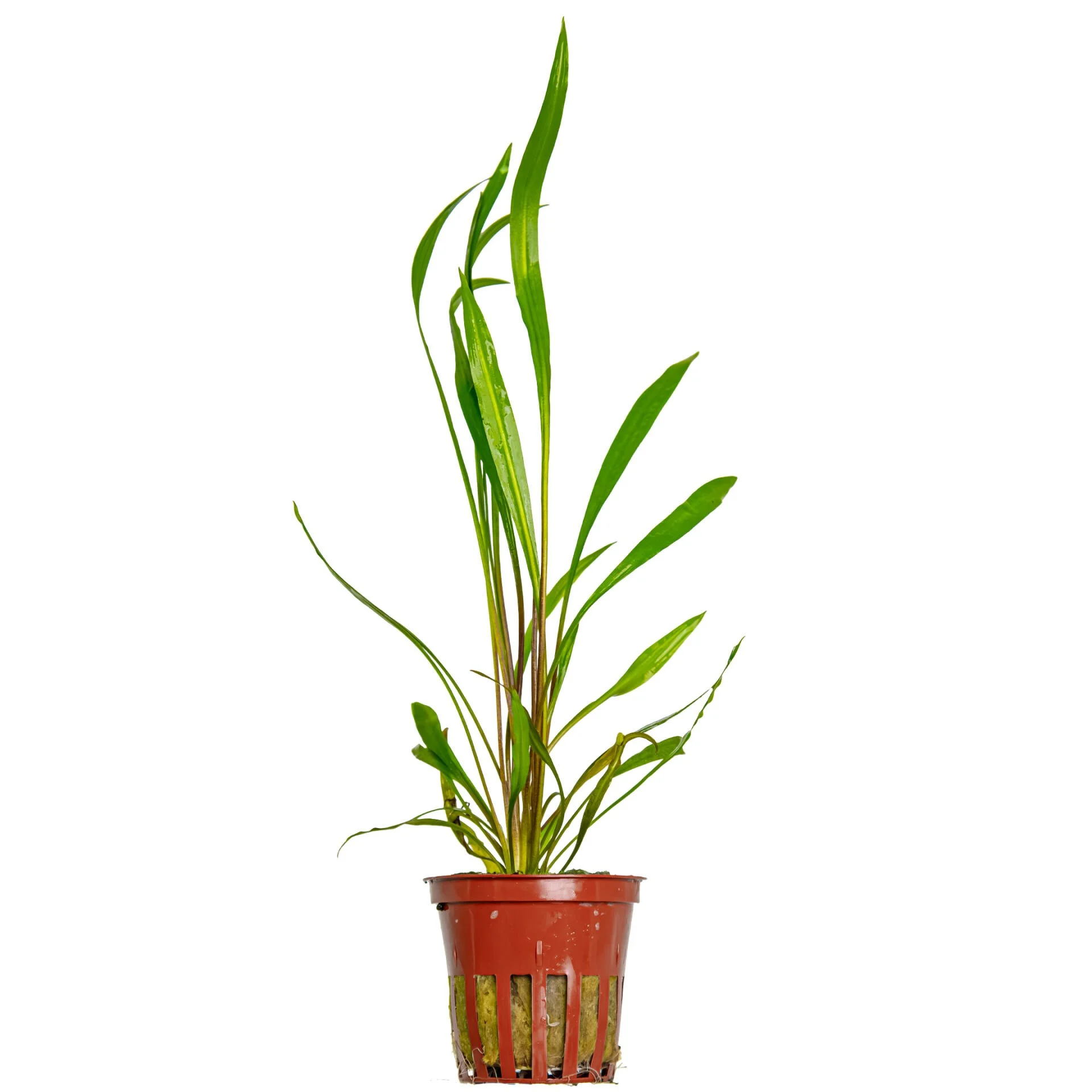 CRYPTOCORYNE SPİRALİS  RED  SAKSI-TROPİCA00105