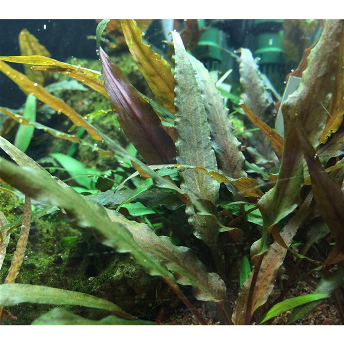 Cryptocoryne undulatusSP1059A