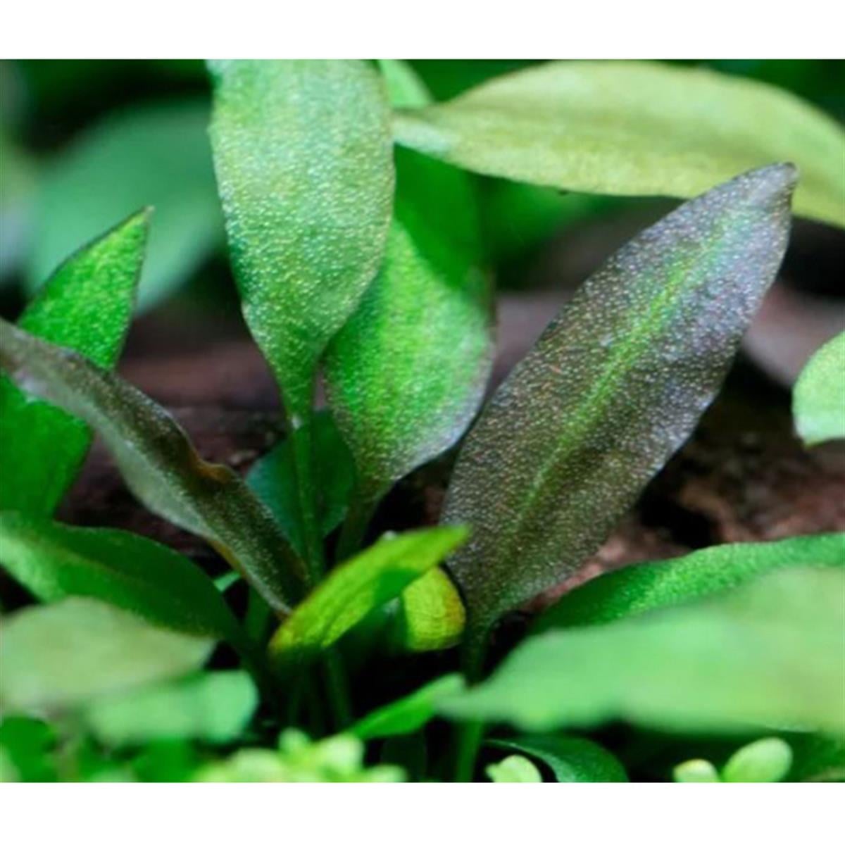 CRYPTOCORYNE WENDTİİ BROWN İNDONESİAC15