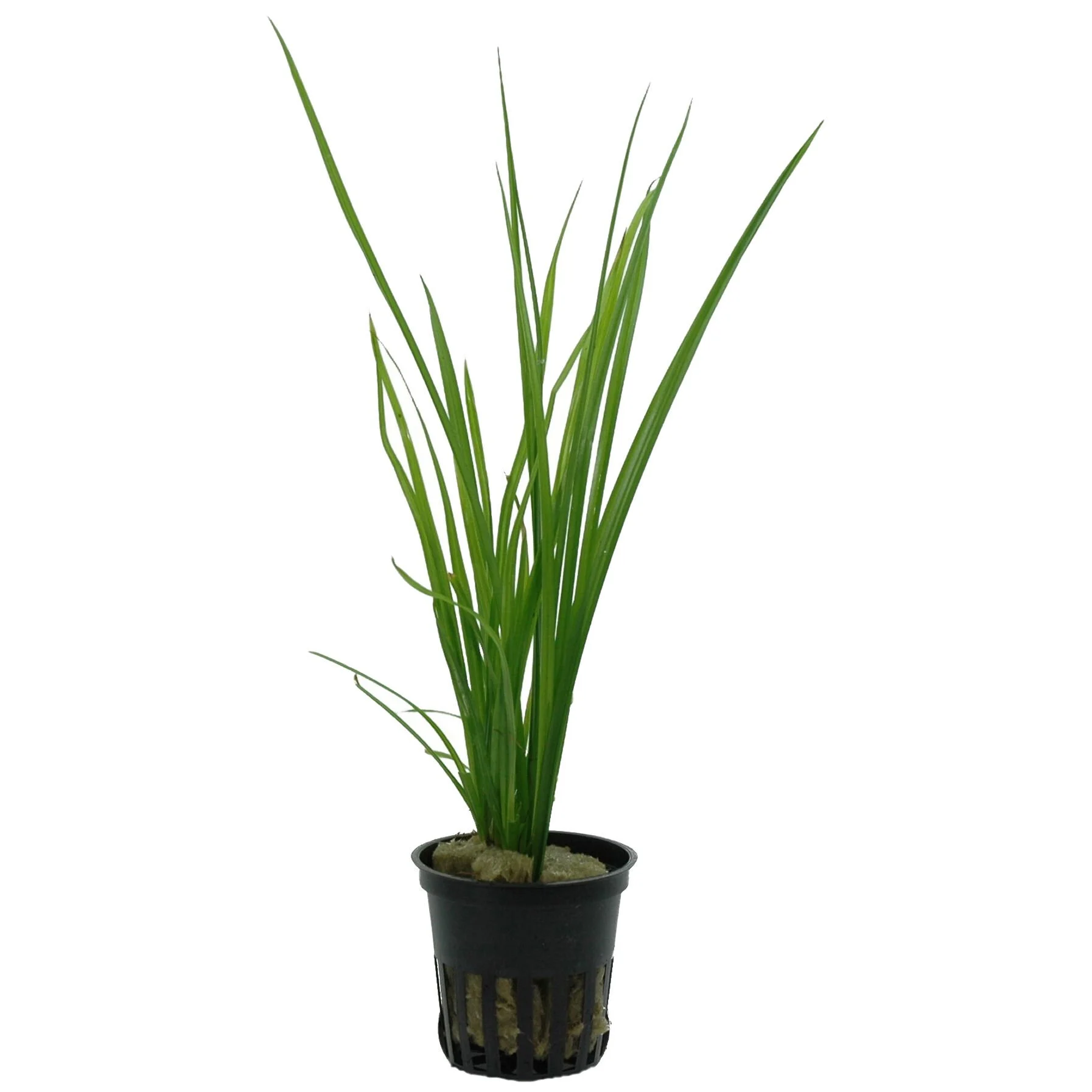 CYPERUS HELFERİ SAKSI- TROPİCA133A