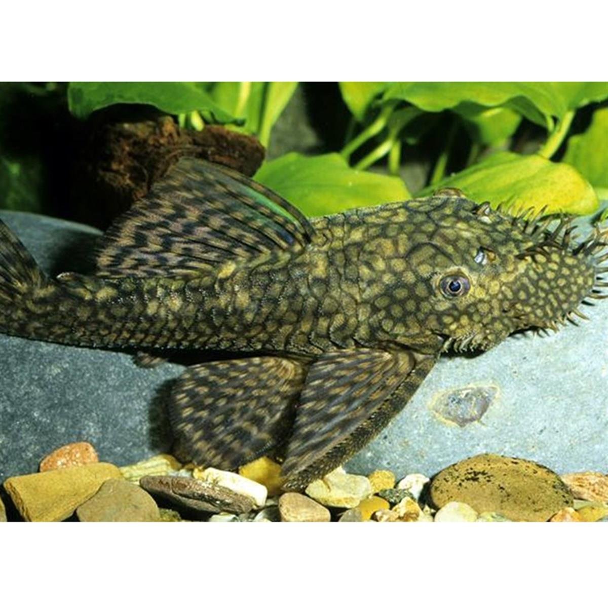 CÜCE VATOZ SİYAH YAVRU