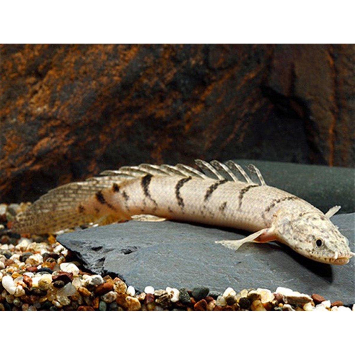 DELHEZİ BİŞHİRcanlı-192