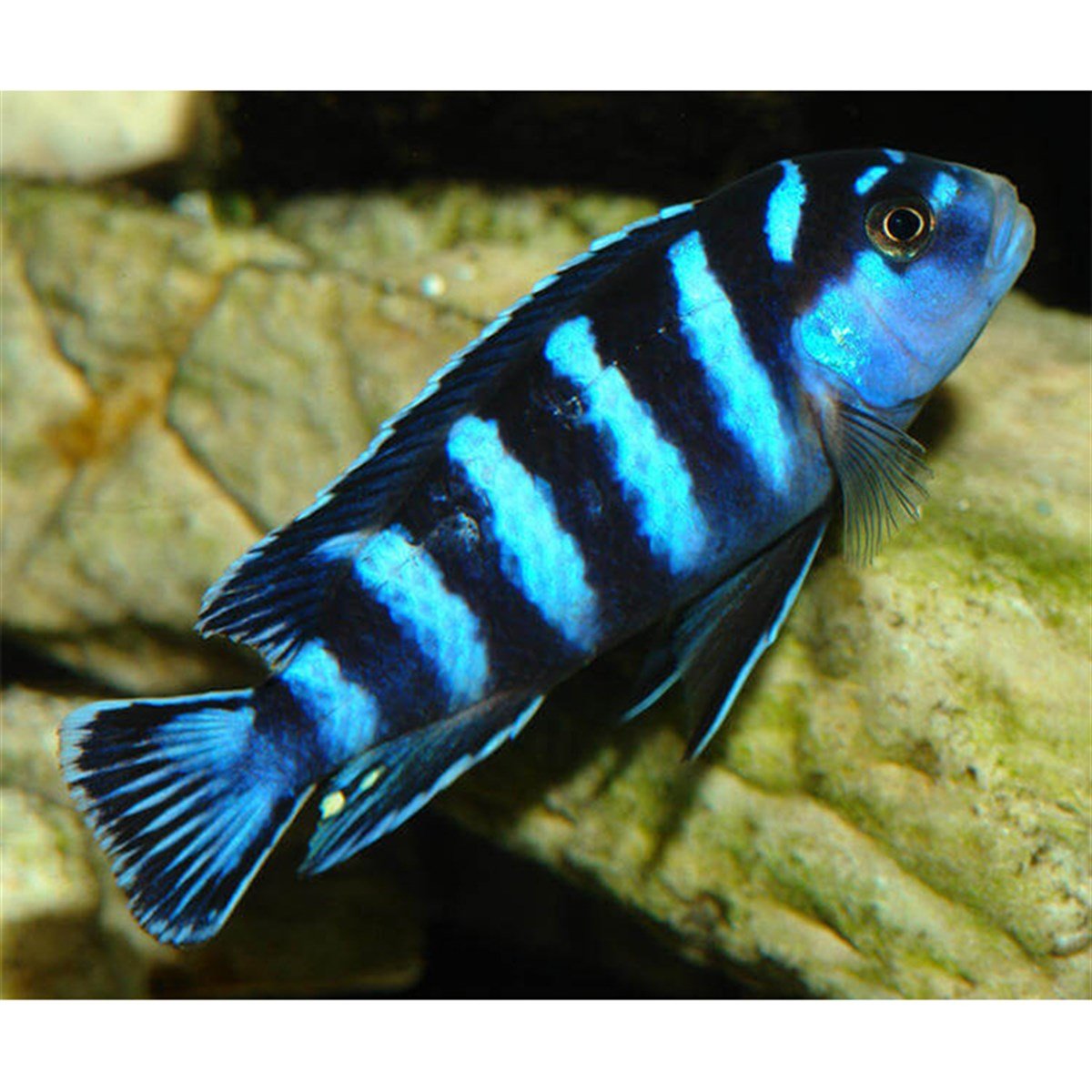 DEMASONİ BALIKLARIcanlı-204