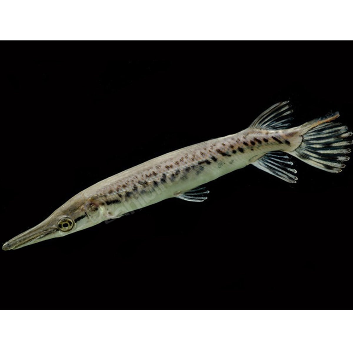 ALLIGATOR GAR TİMSAH BALIKLARI