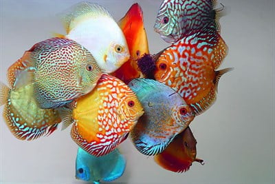 Discus