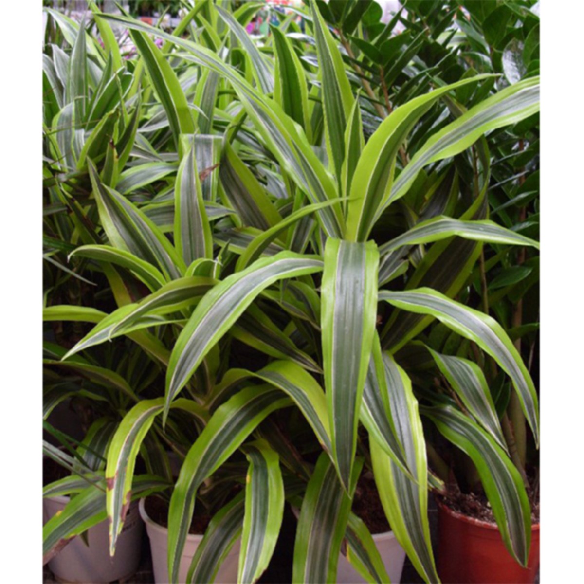 Dracaena deremensis ' Striped 'GLB214