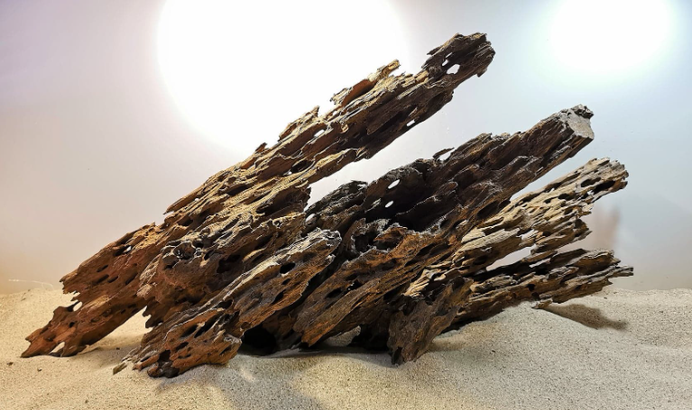 DRAGON WOOD 65-70 CM