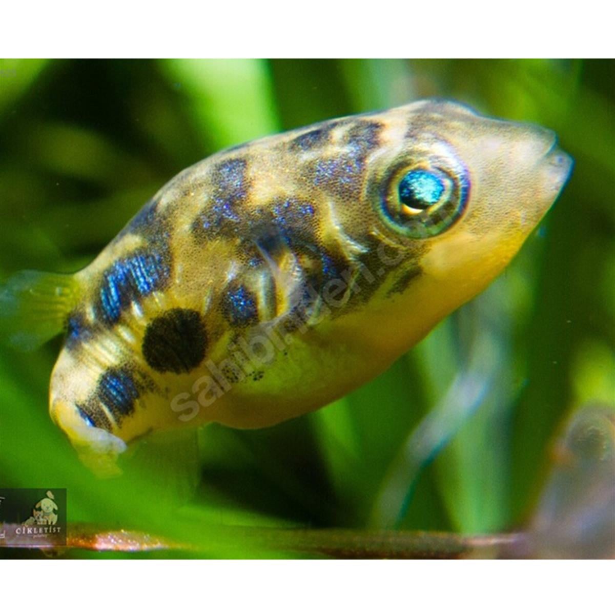 DWARF İNDİAN PUFFERcanlı-294