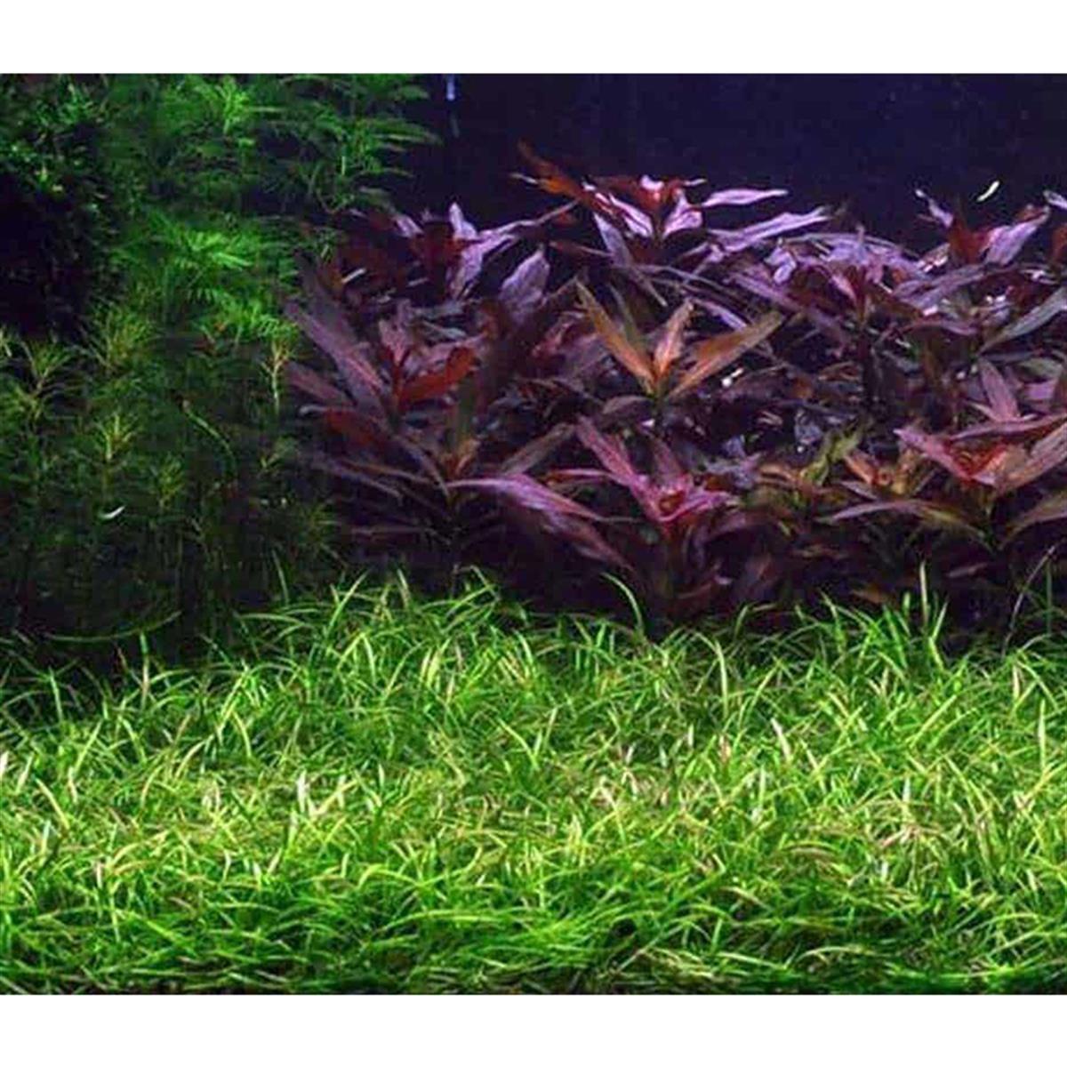 ECHİNODORUS TENELLUS IN VITRO 200 CC DEV KAVANOZE01