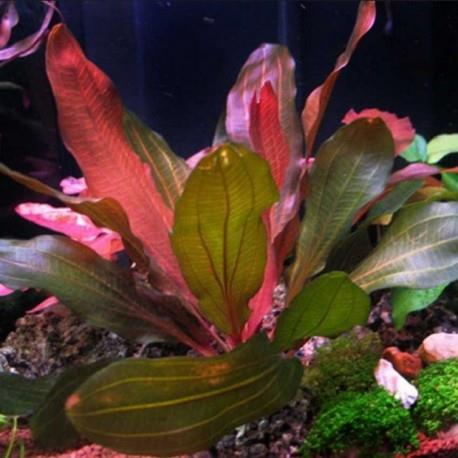 ECİNODORUS RED SPECİALreds