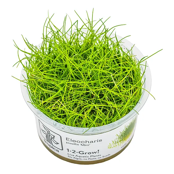 ELEOCHARİS PUSİLLA  MİNİ  IN VITRO-TROPİCA132BTC