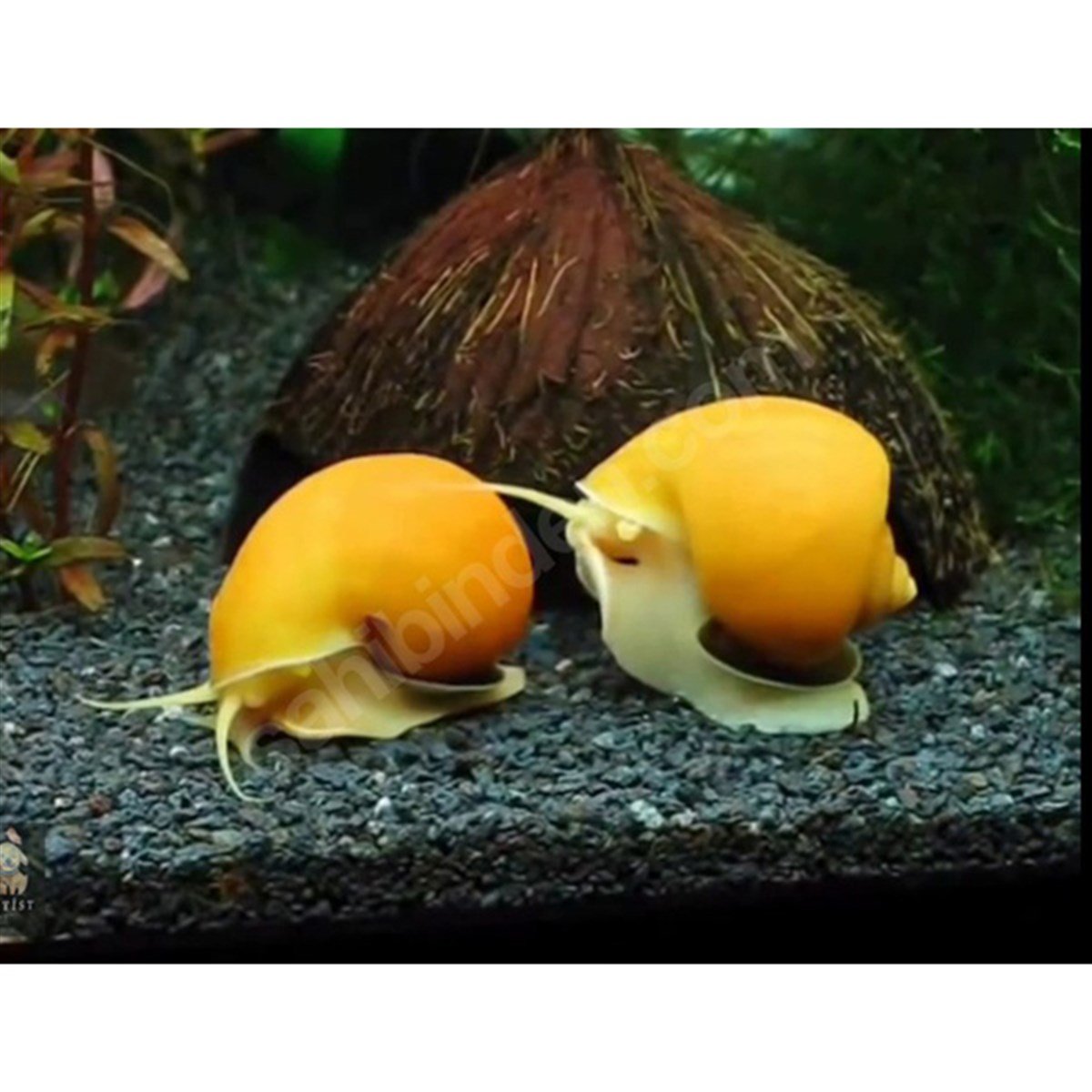 Elma Salyangozucanlı-46