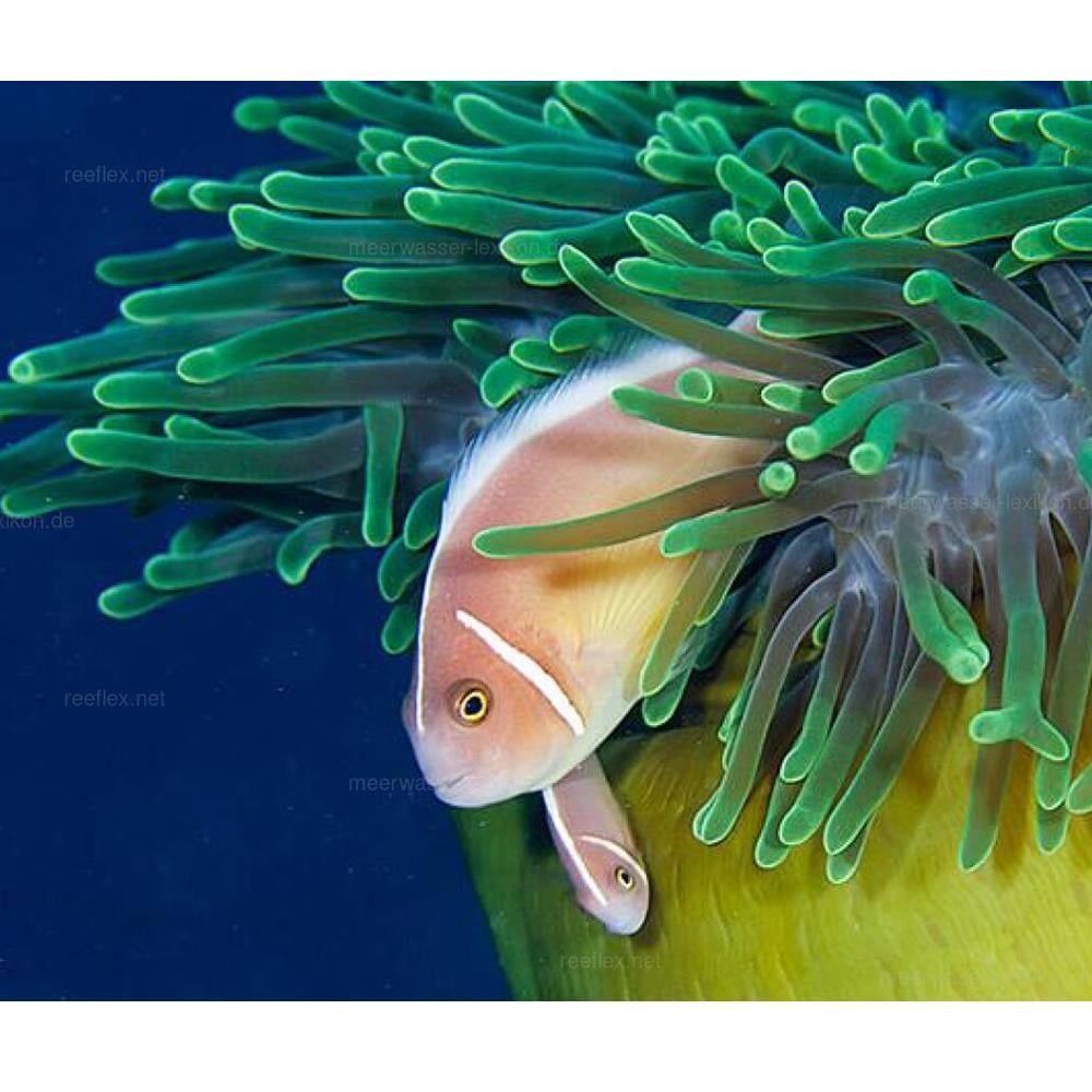 False Skunk-Stripe Anemonefishcanlı-420