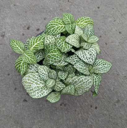 Fittonia Albivenisp508