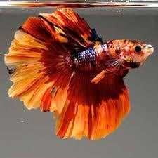 GALAXY HALFMOON NEMO BETTA BALIKLARI STRAFORLU GÖNDERİMcanlı-410