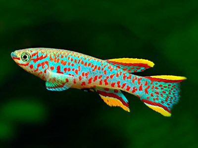 GARDNERİ KILLIFISH